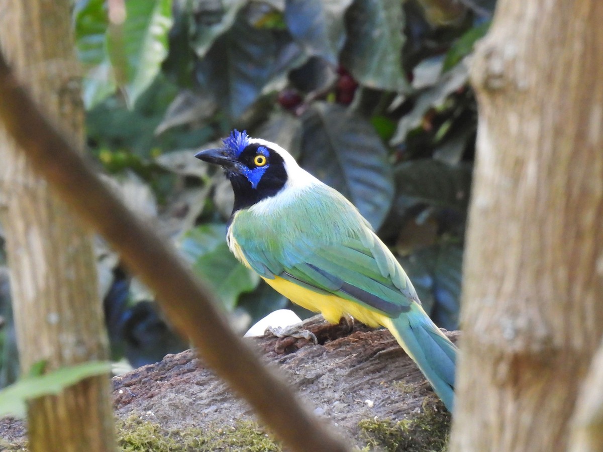 Green Jay - ML626958392