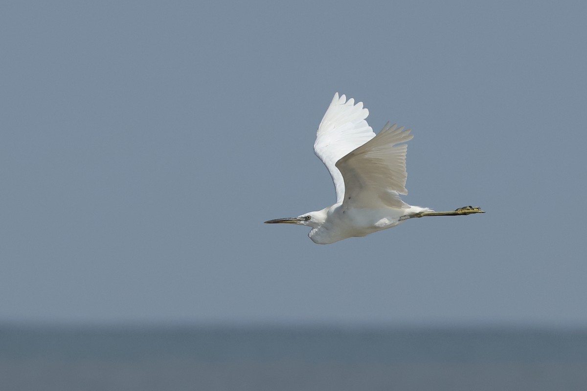 Chinese Egret - ML626958444