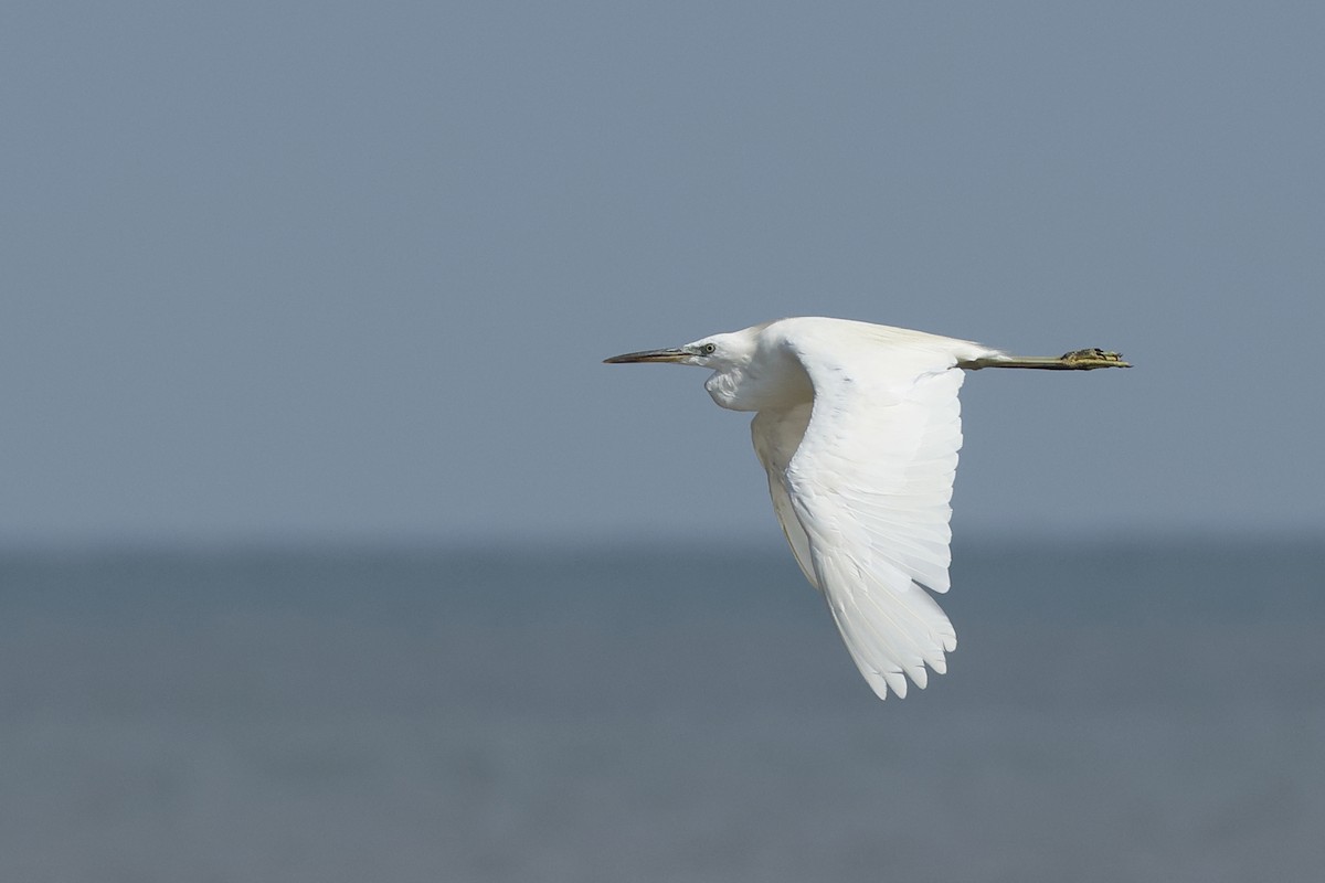 Chinese Egret - ML626958462