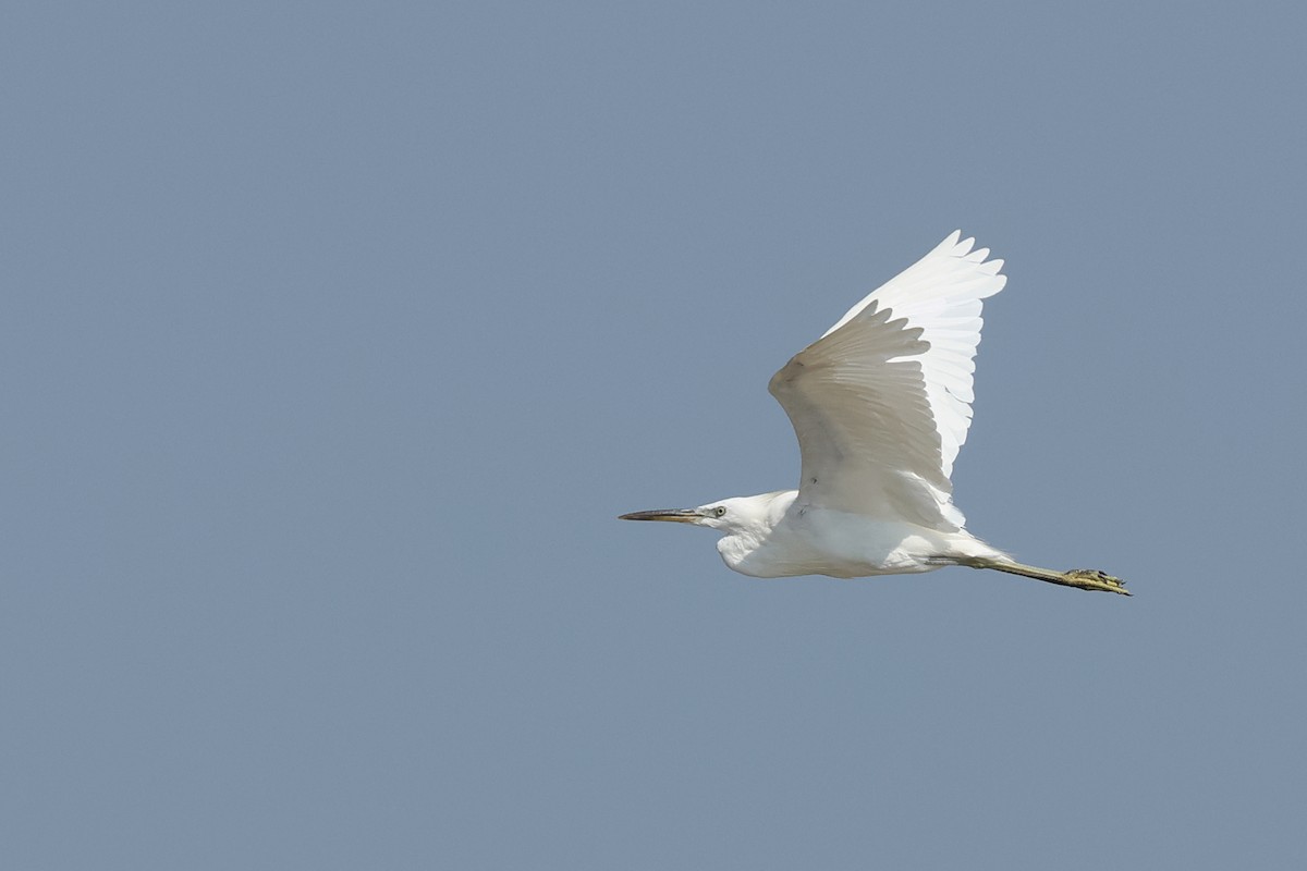 Chinese Egret - ML626958478