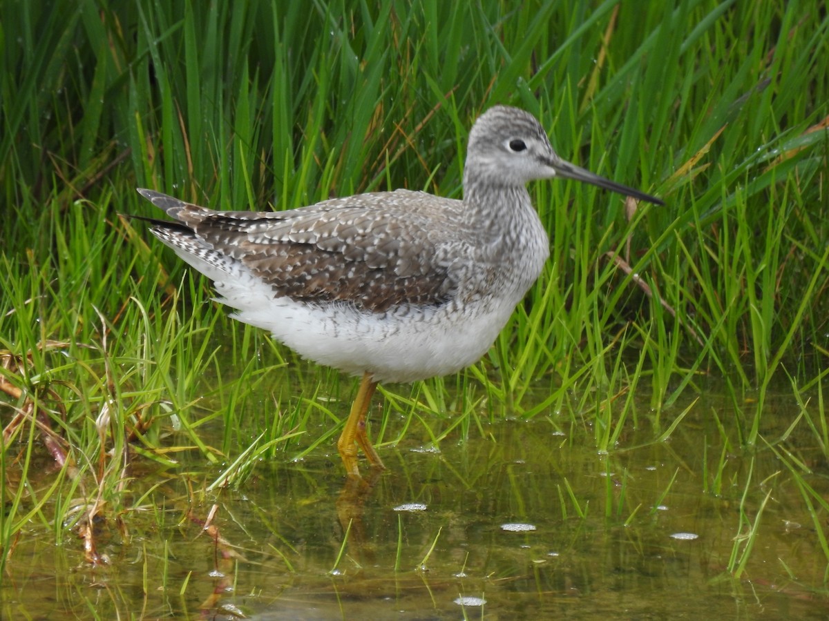 Greater Yellowlegs - ML626958679