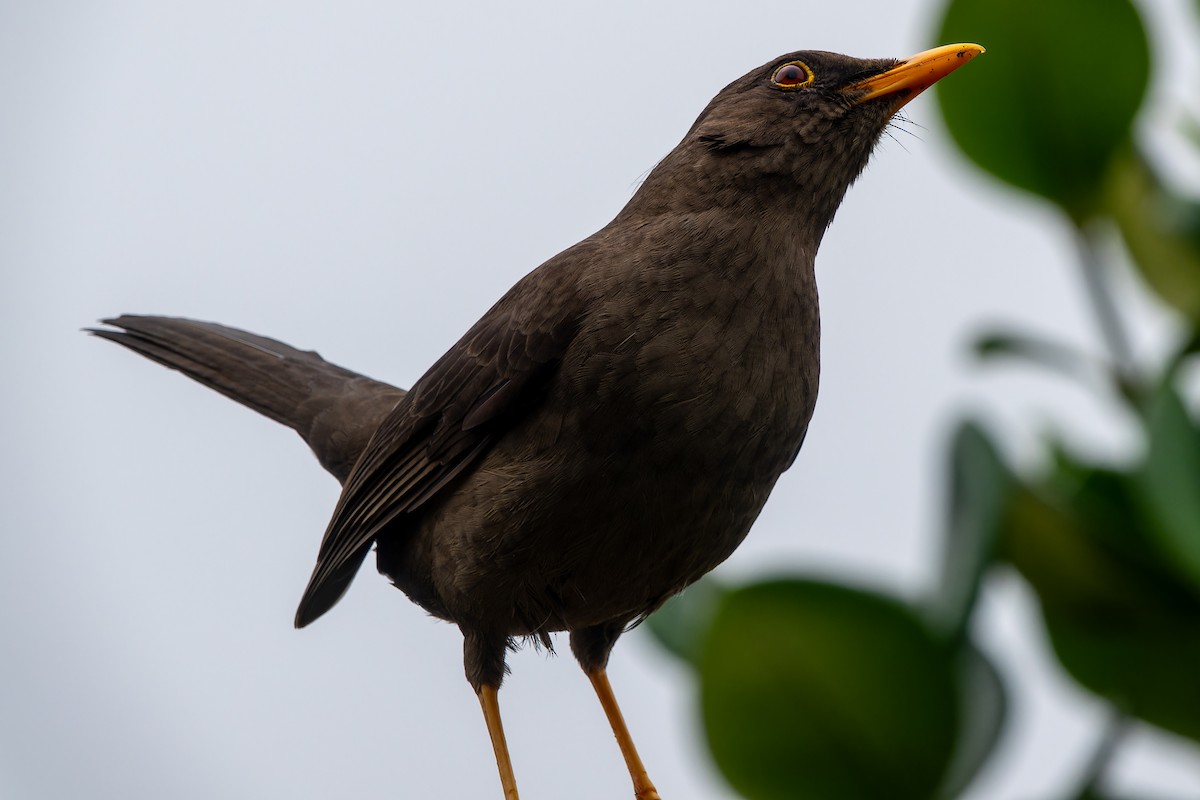 Great Thrush - ML626958857