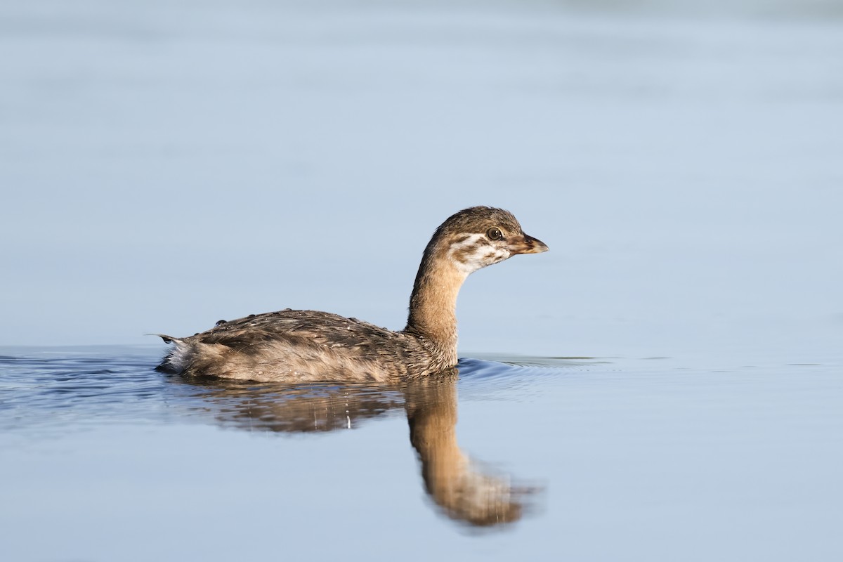 Pied-billed Grebe - ML626959128