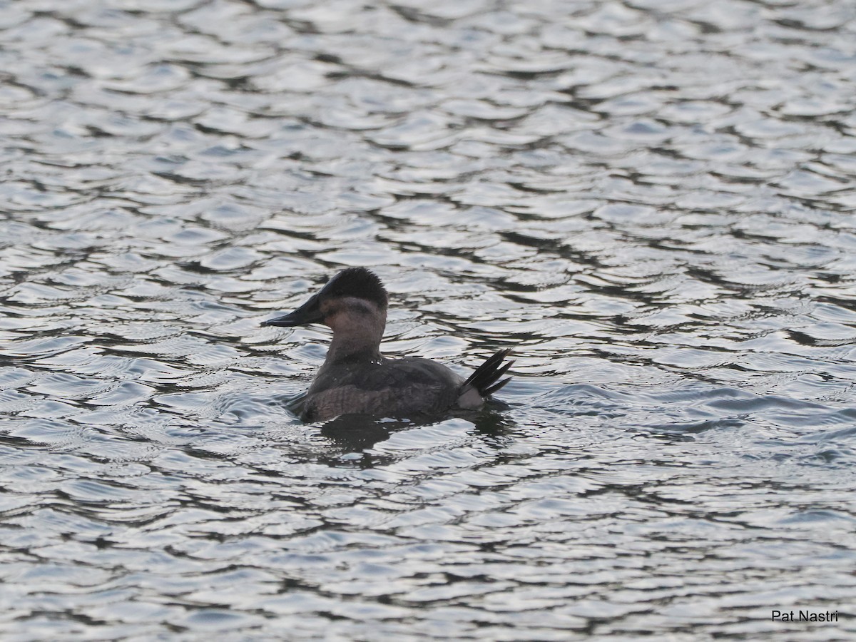 Ruddy Duck - ML626959138