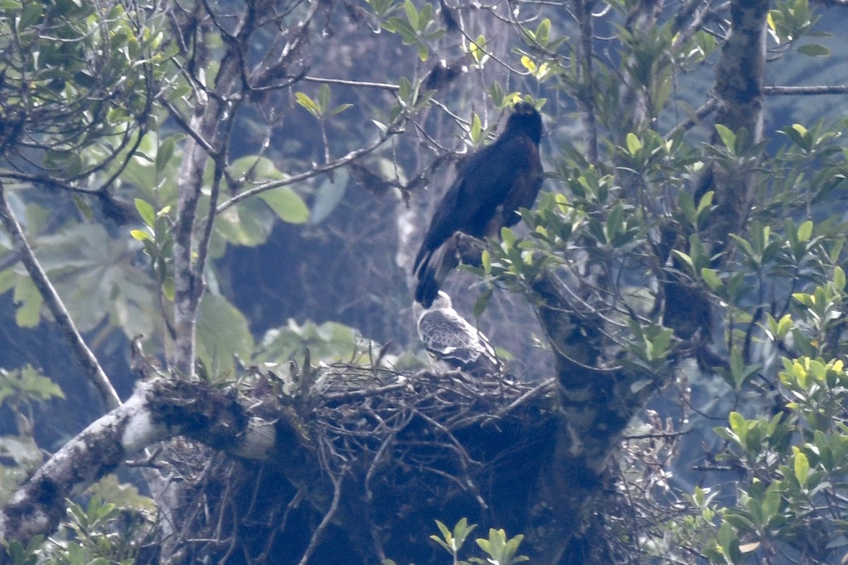 Black-and-chestnut Eagle - ML626959550