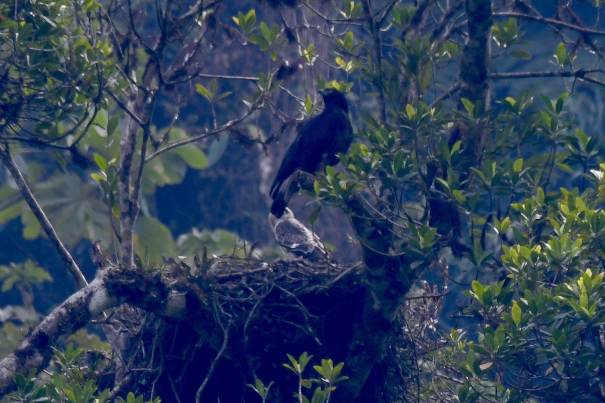 Black-and-chestnut Eagle - ML626959556