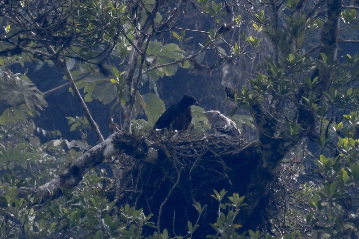 Black-and-chestnut Eagle - ML626959558