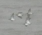 Dunlin - ML626959590