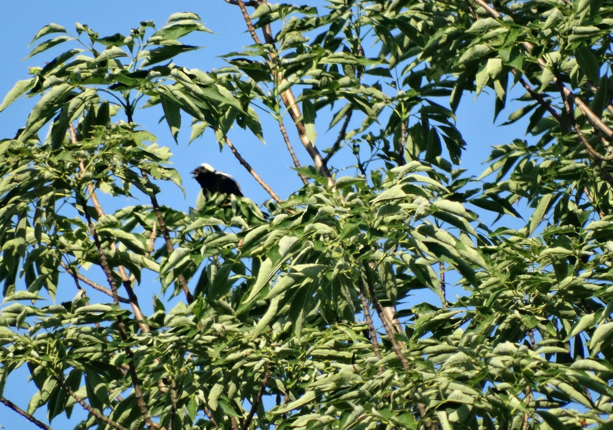 Bobolink - Natasza Fontaine