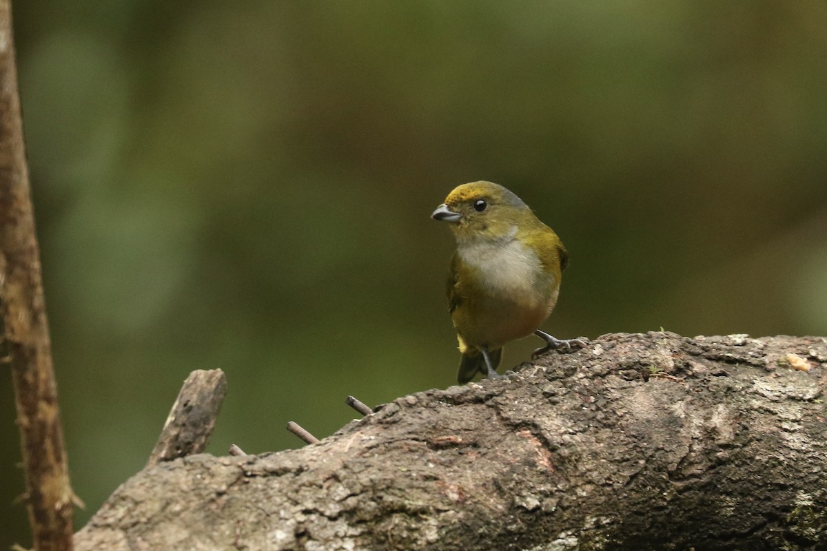 Orange-bellied Euphonia - ML626959646