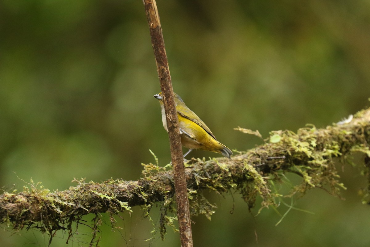 Orange-bellied Euphonia - ML626959647