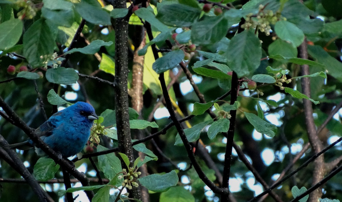 Indigo Bunting - ML62695981