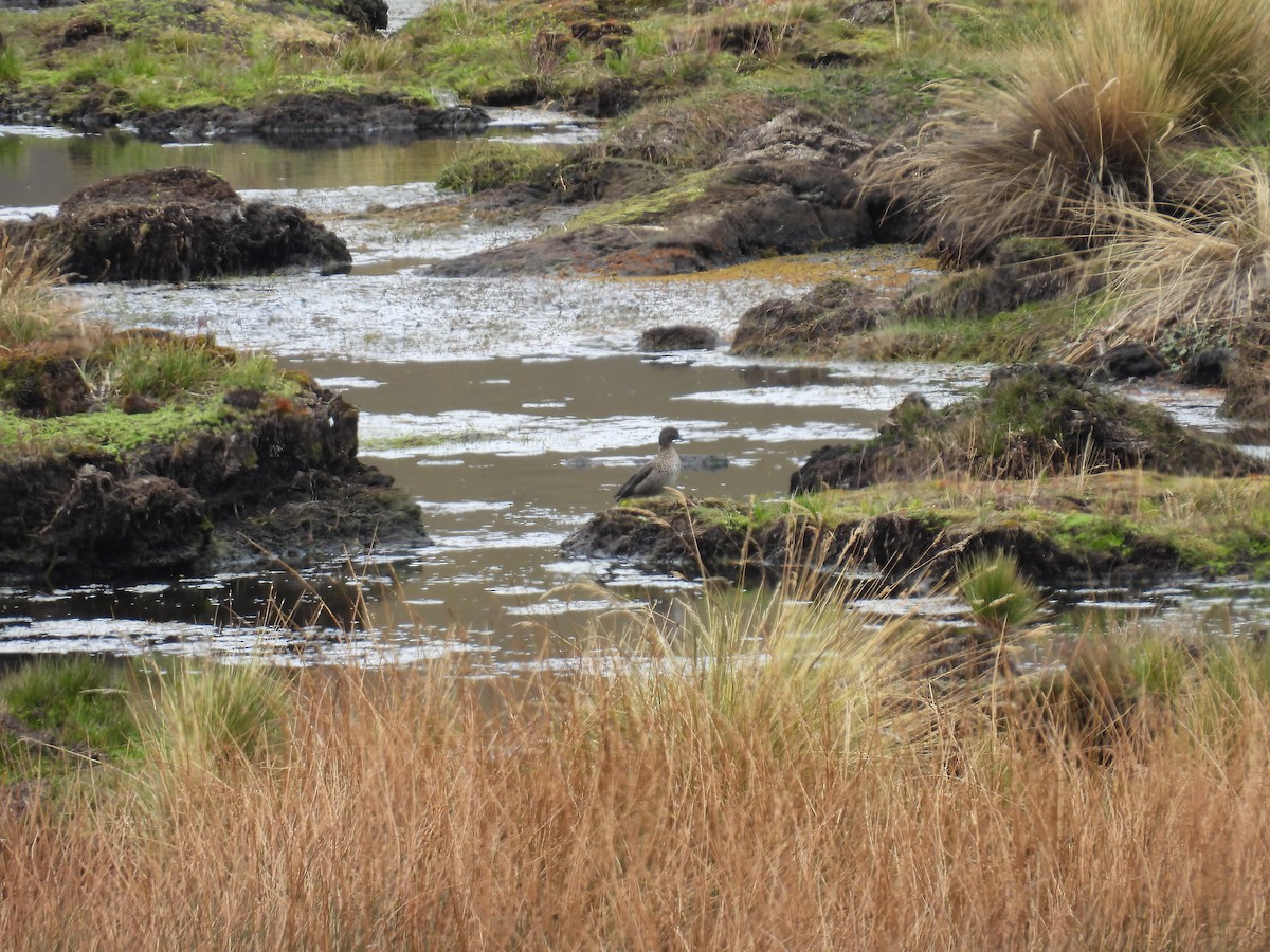 Andean Teal - ML626959810