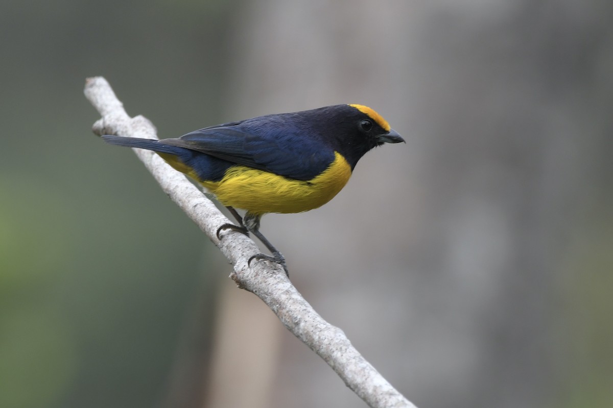 Orange-bellied Euphonia - ML626959926