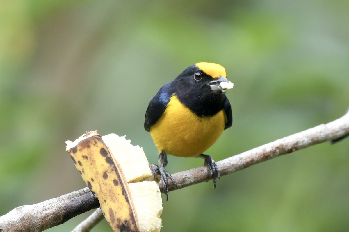 Orange-bellied Euphonia - ML626959961