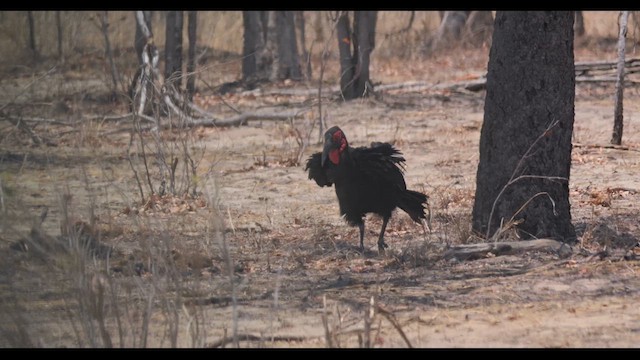 rødmaskehornravn - ML626959975