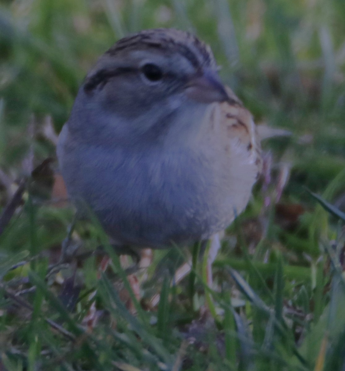 Chipping Sparrow - ML626960085