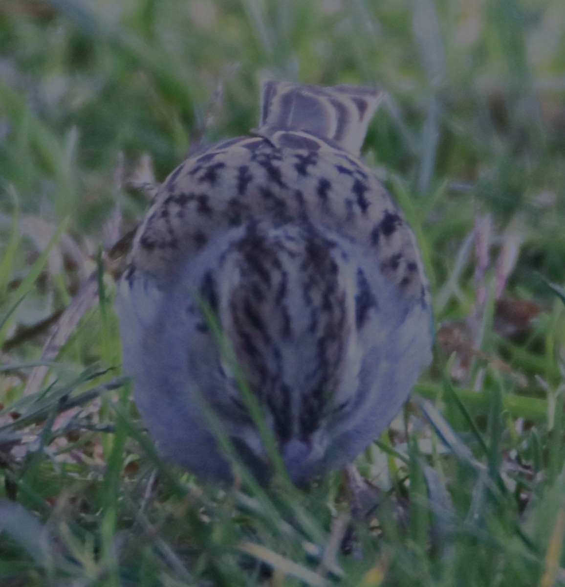 Chipping Sparrow - ML626960086