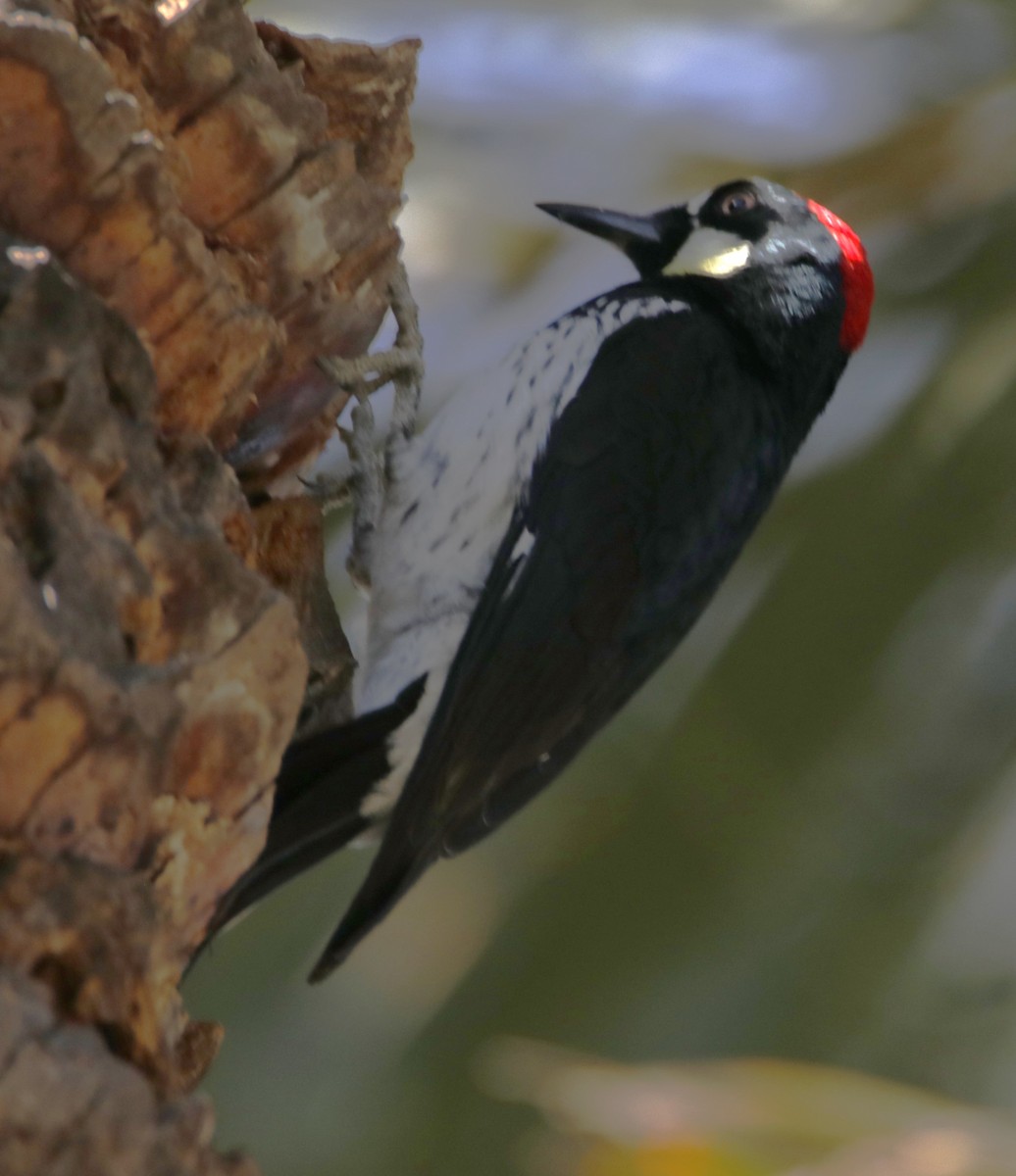 Acorn Woodpecker - ML626960109