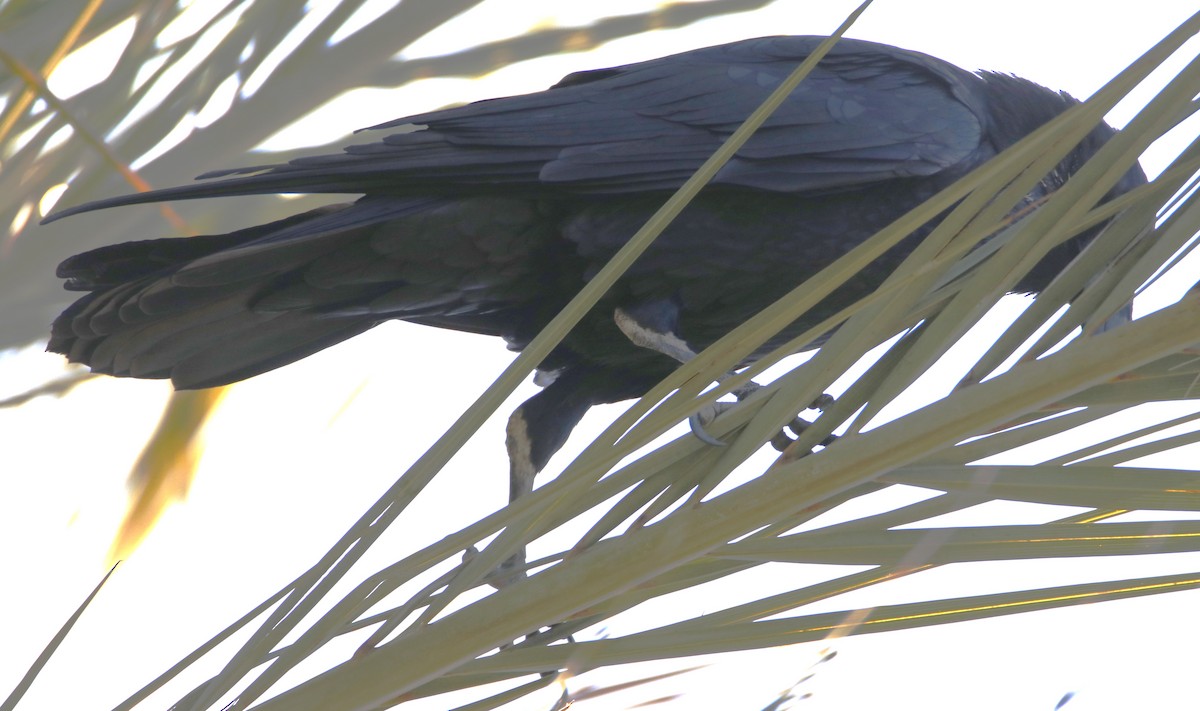 Common Raven - ML626960113