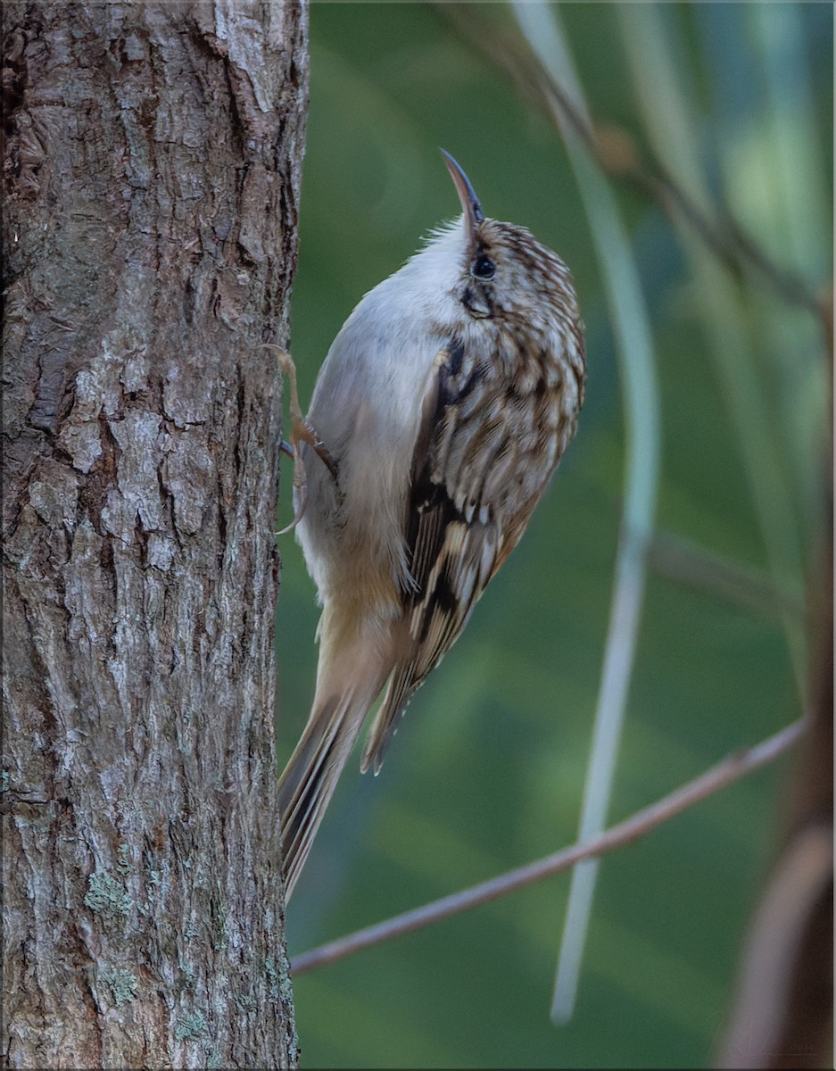 Brown Creeper - ML626960235