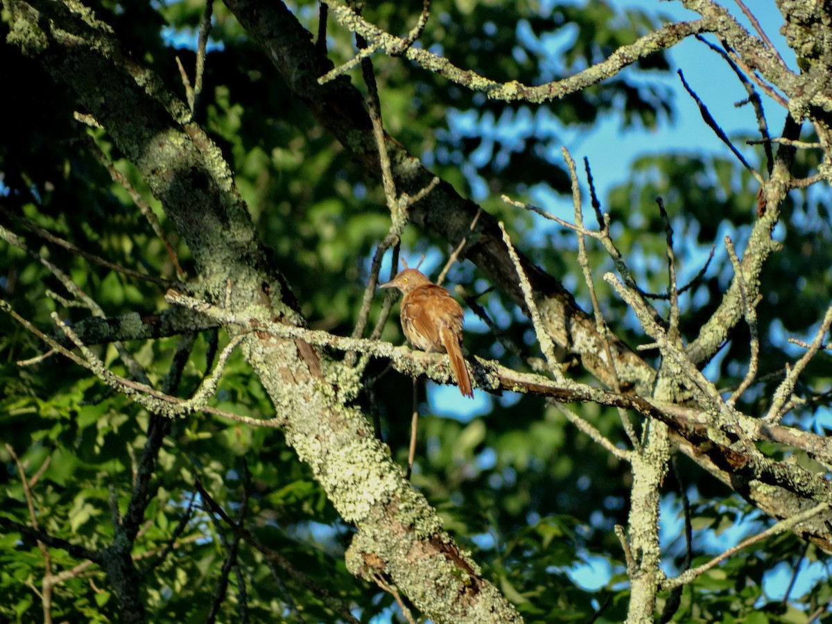 Brown Thrasher - ML62696031