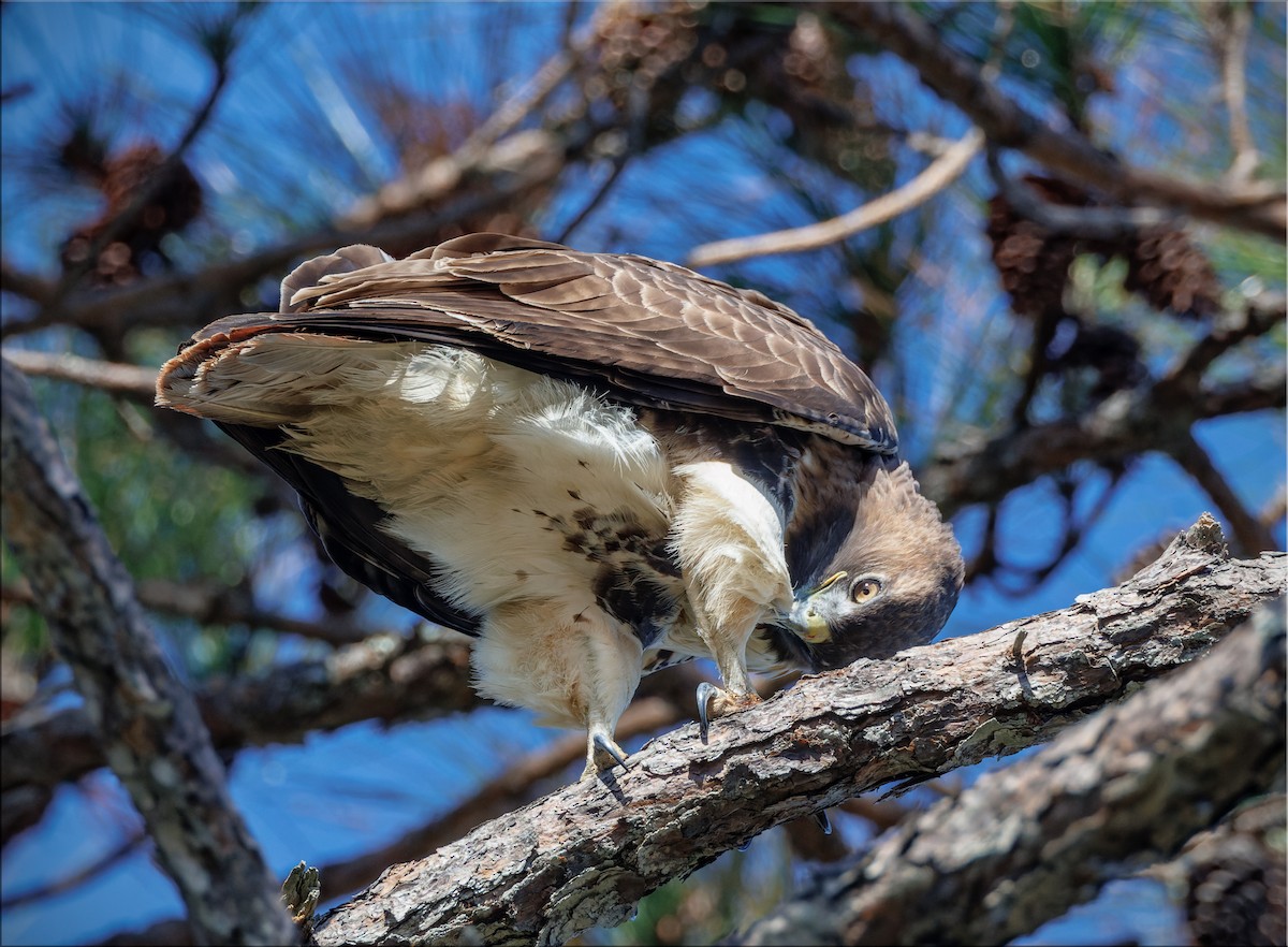 Red-tailed Hawk - ML626960553