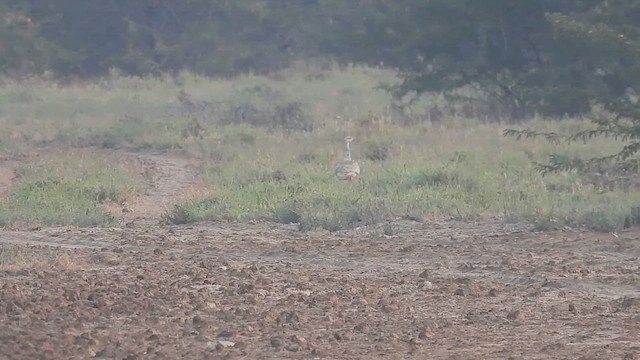 drop obojkový - ML626960670