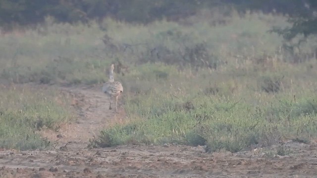 drop obojkový - ML626960671