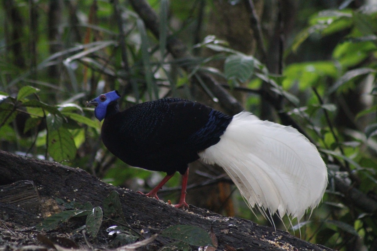 Bulwer's Pheasant - ML626960954