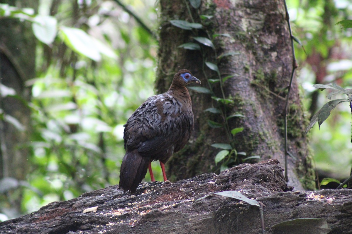 Bulwer's Pheasant - ML626960963