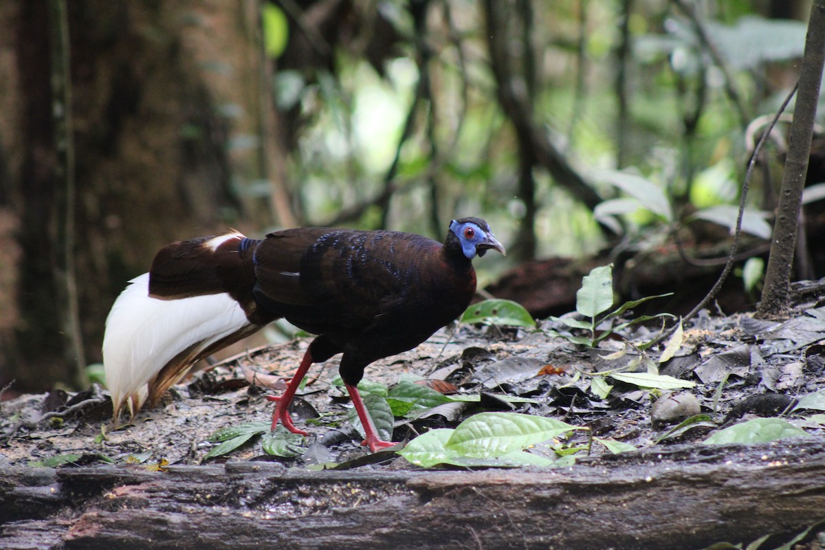 Bulwer's Pheasant - ML626960968