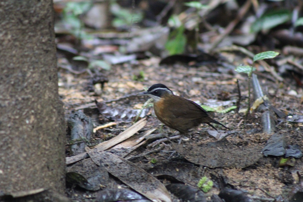 Bornean Black-capped Babbler - ML626961083