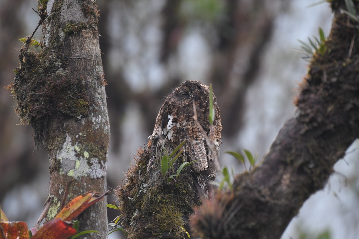 Andean Potoo - ML626961092