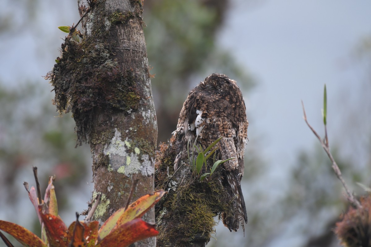 Andean Potoo - ML626961101