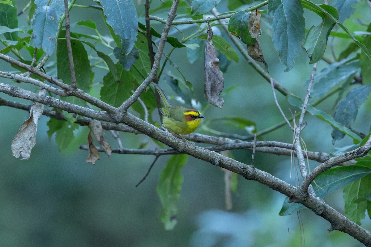 Golden-browed Warbler - ML626961177