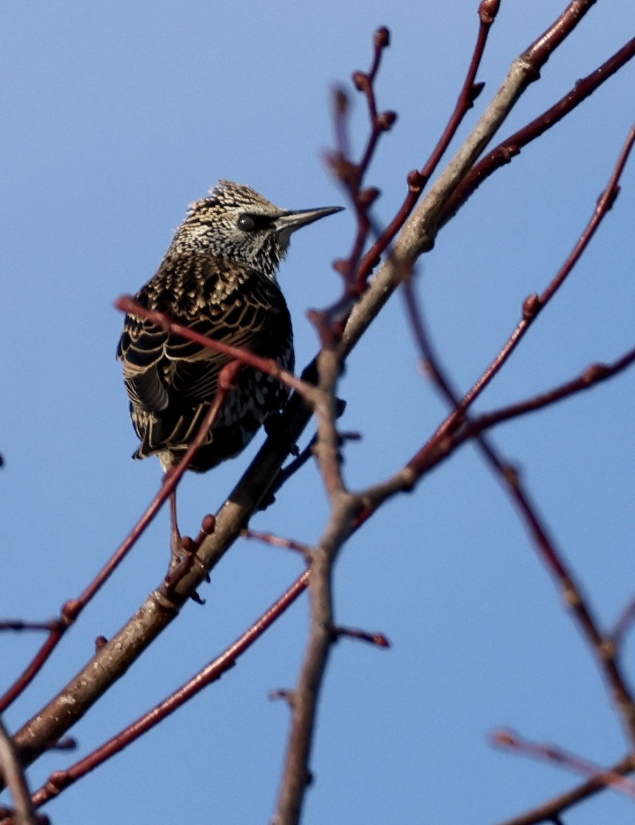 European Starling - ML626961357