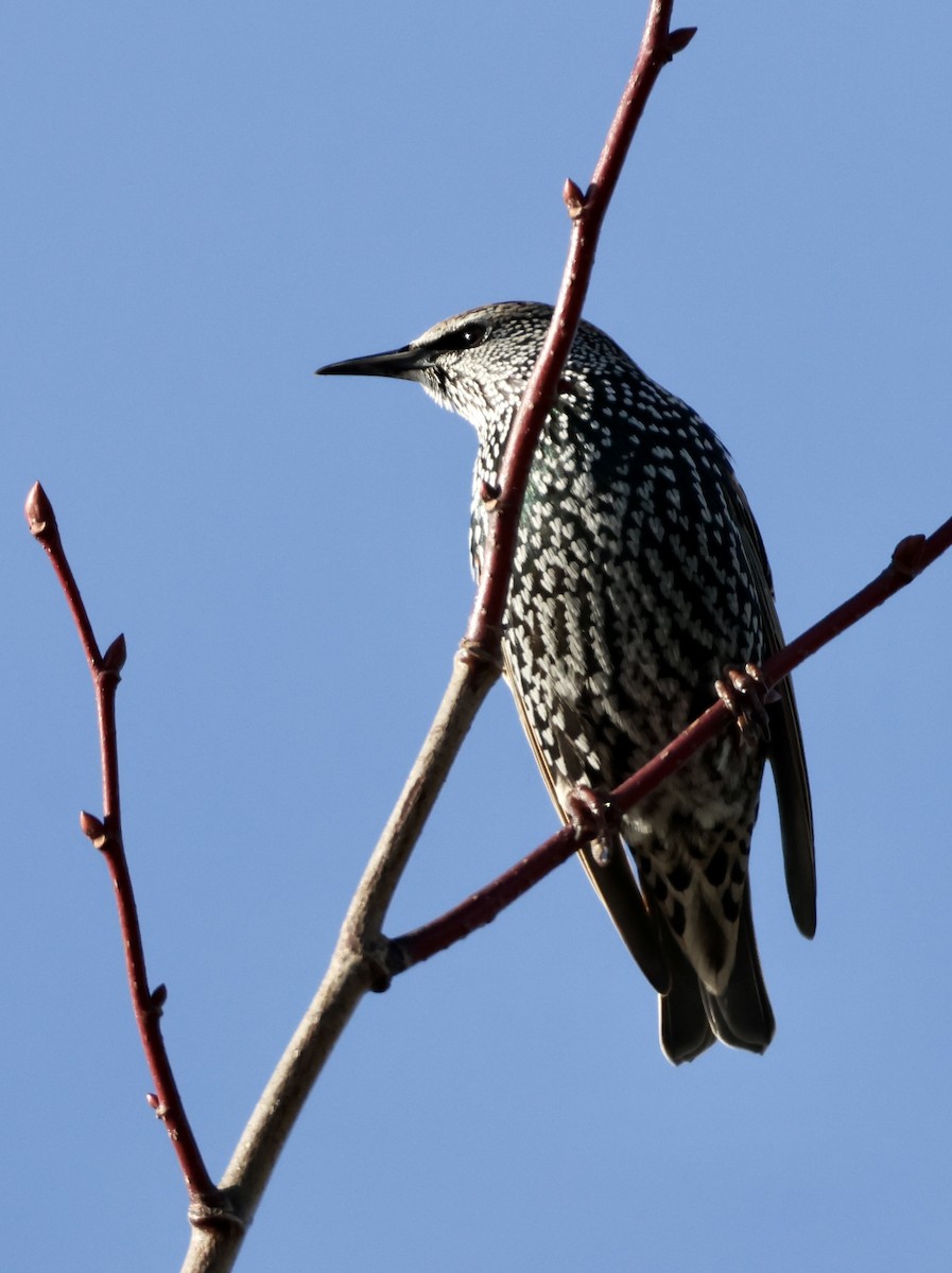 European Starling - ML626961380