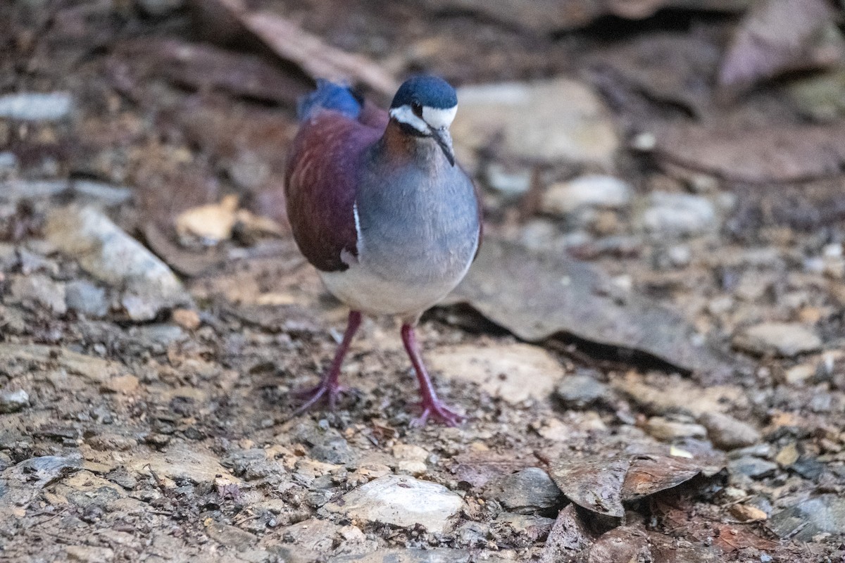 Purple Quail-Dove - ML626961621