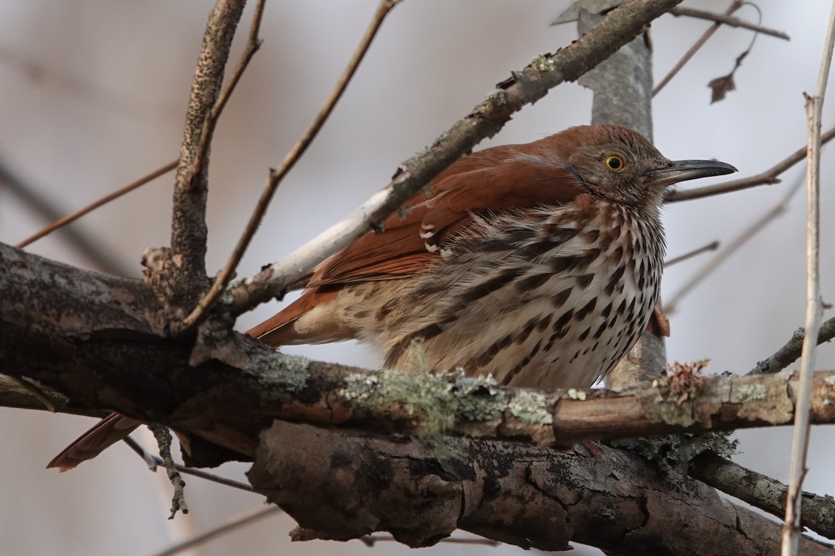 Brown Thrasher - ML626961701