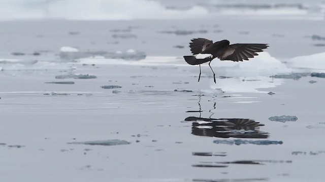 Wilson's Storm-Petrel - ML626961777
