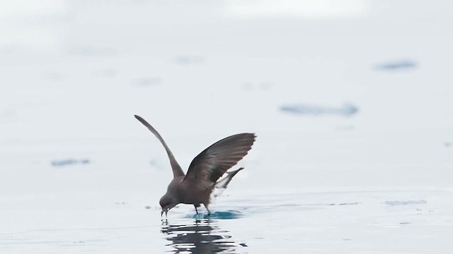 Wilson's Storm-Petrel - ML626961778