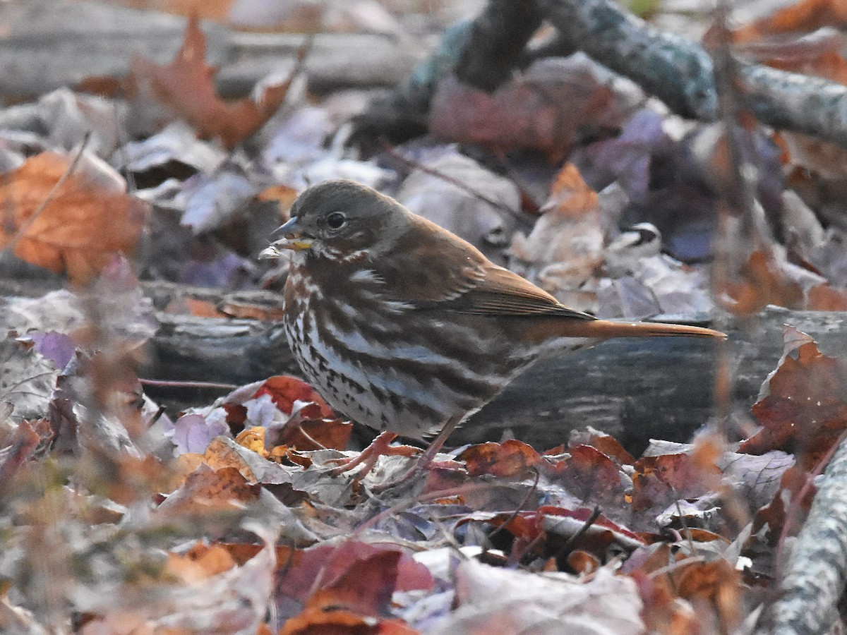 Fox Sparrow - ML626961815