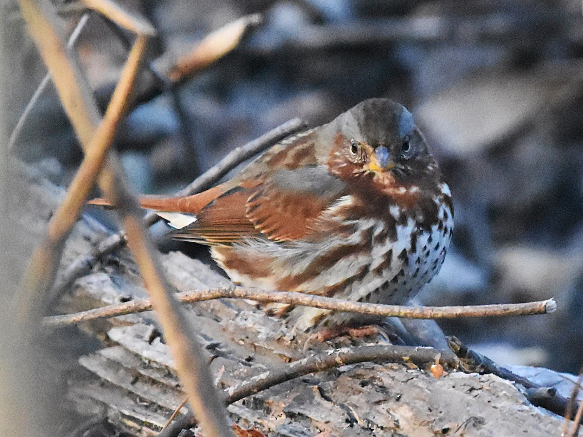 Fox Sparrow - ML626961821