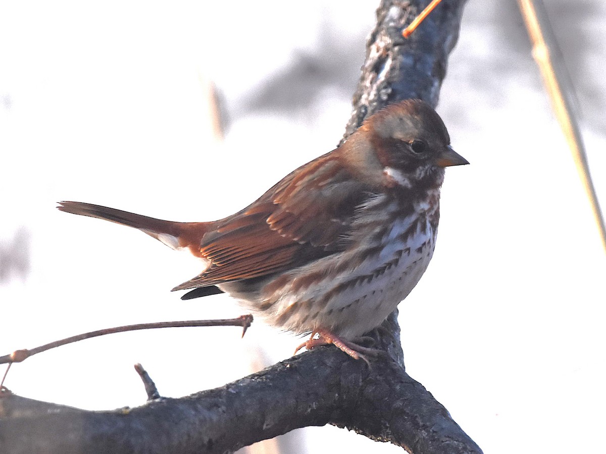 Fox Sparrow - ML626961831