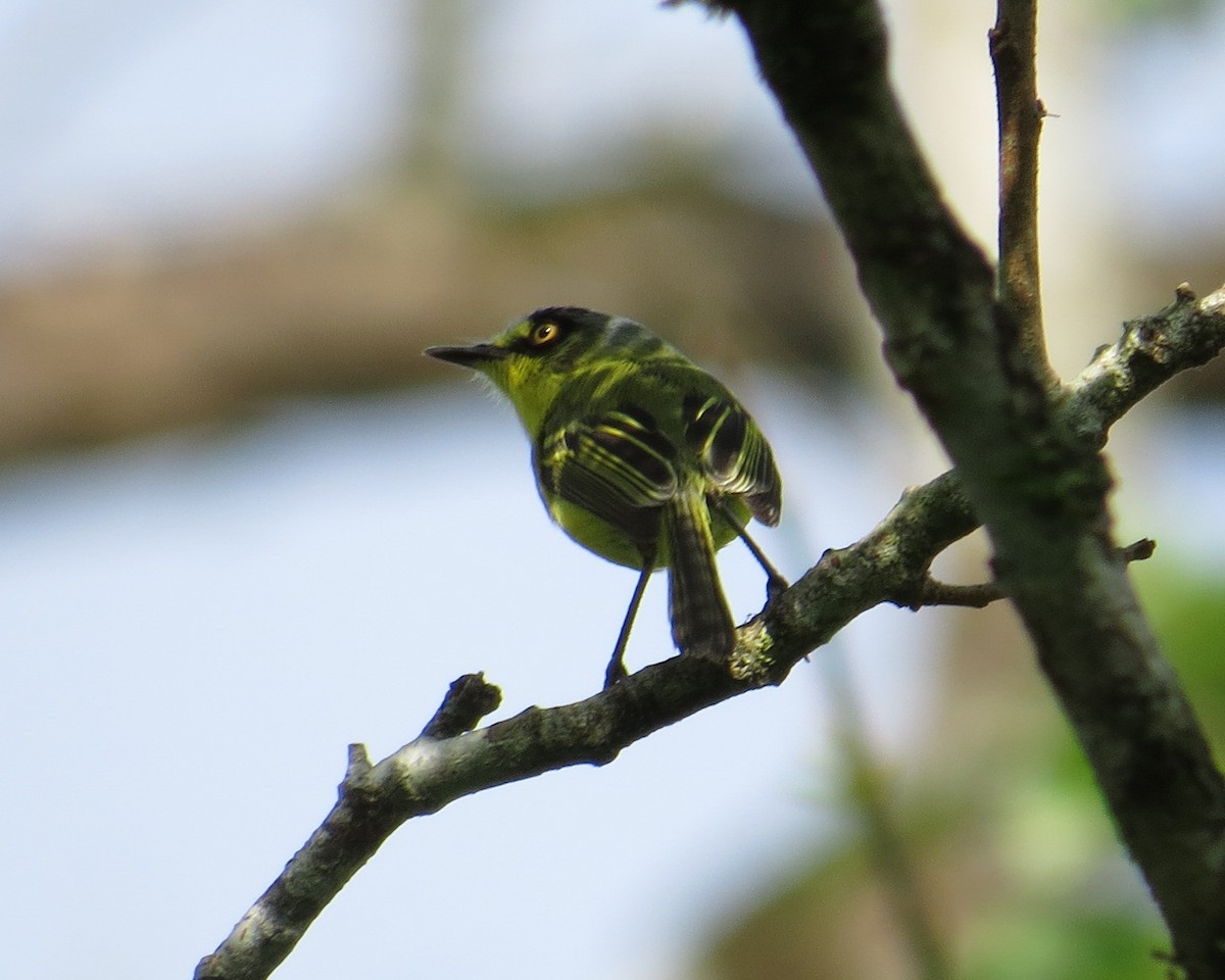 Gray-headed Tody-Flycatcher - ML626961989