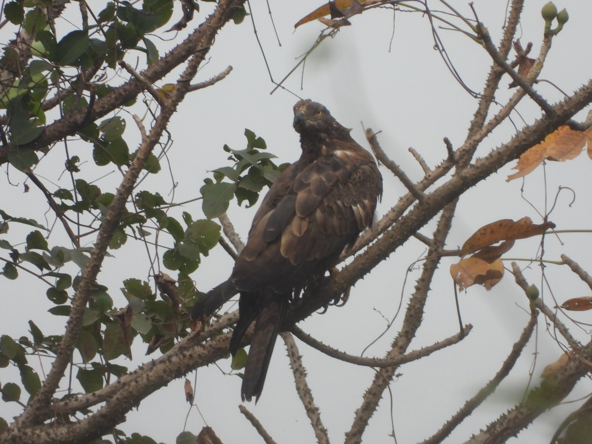 Oriental Honey-buzzard - ML626962089