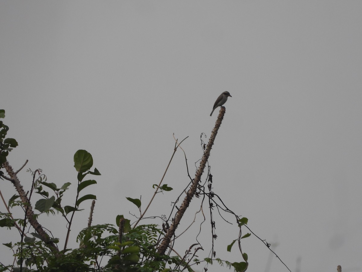 Common Woodshrike - ML626962210