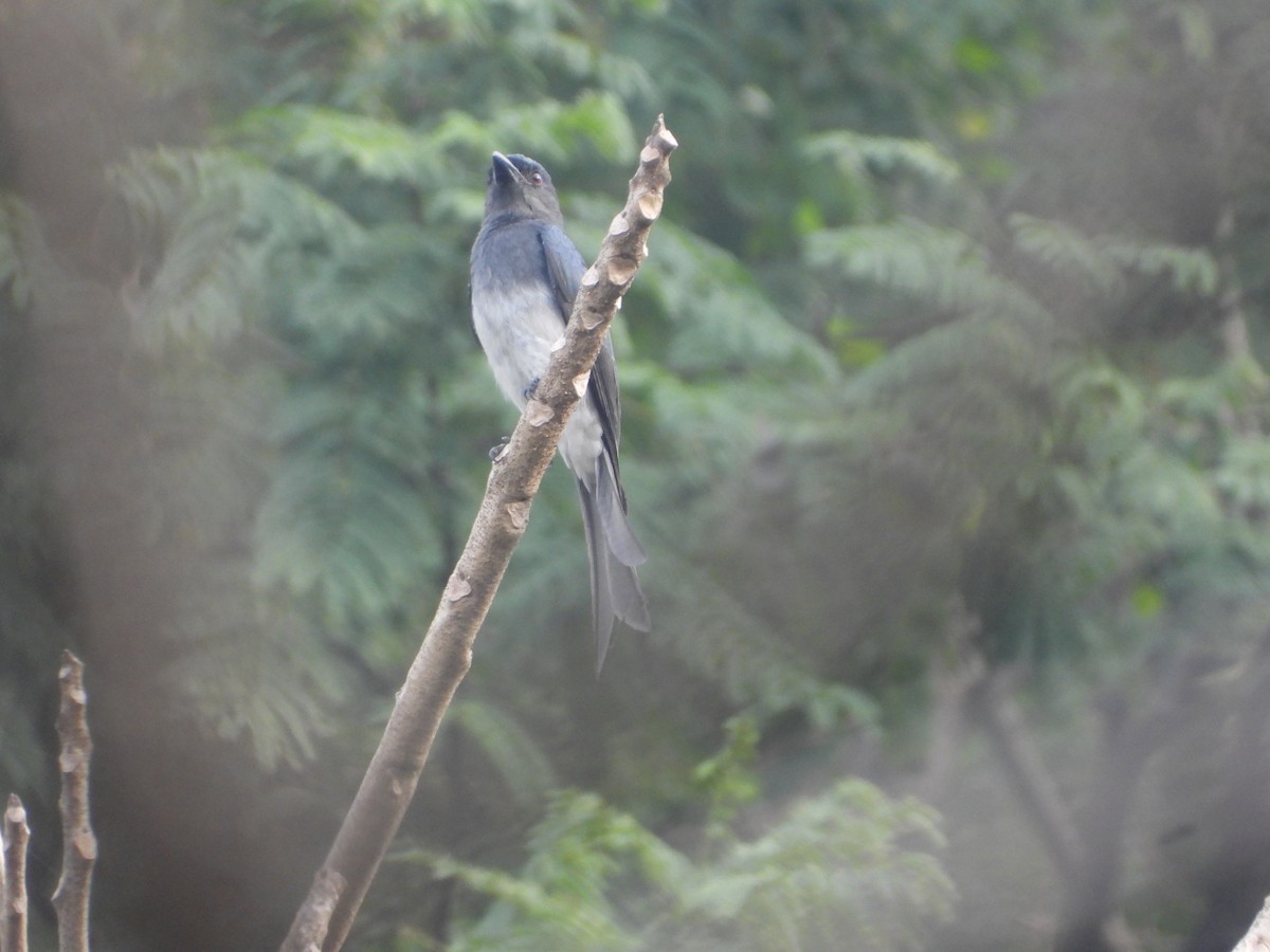 White-bellied Drongo - ML626962225