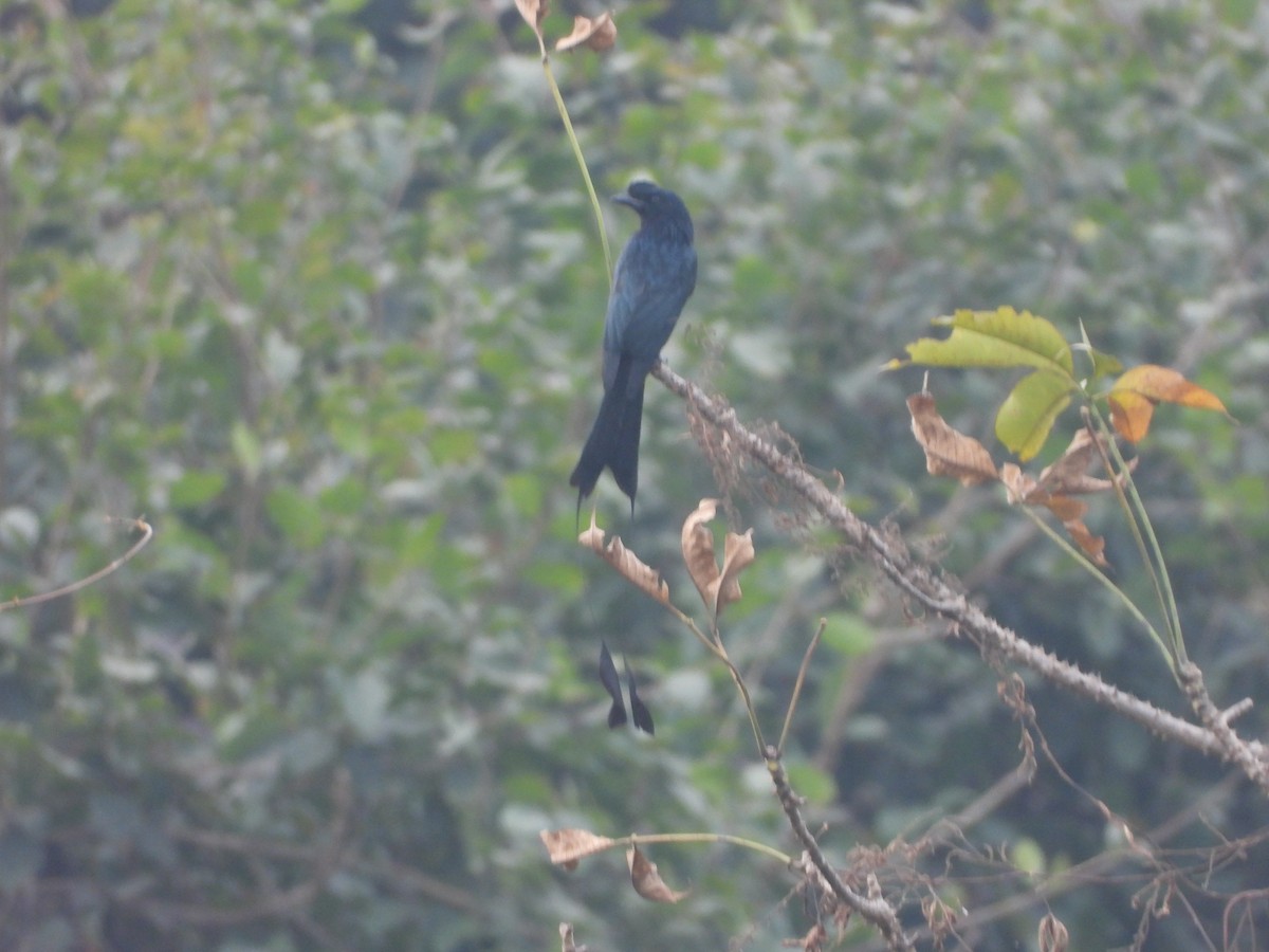 Greater Racket-tailed Drongo - ML626962250